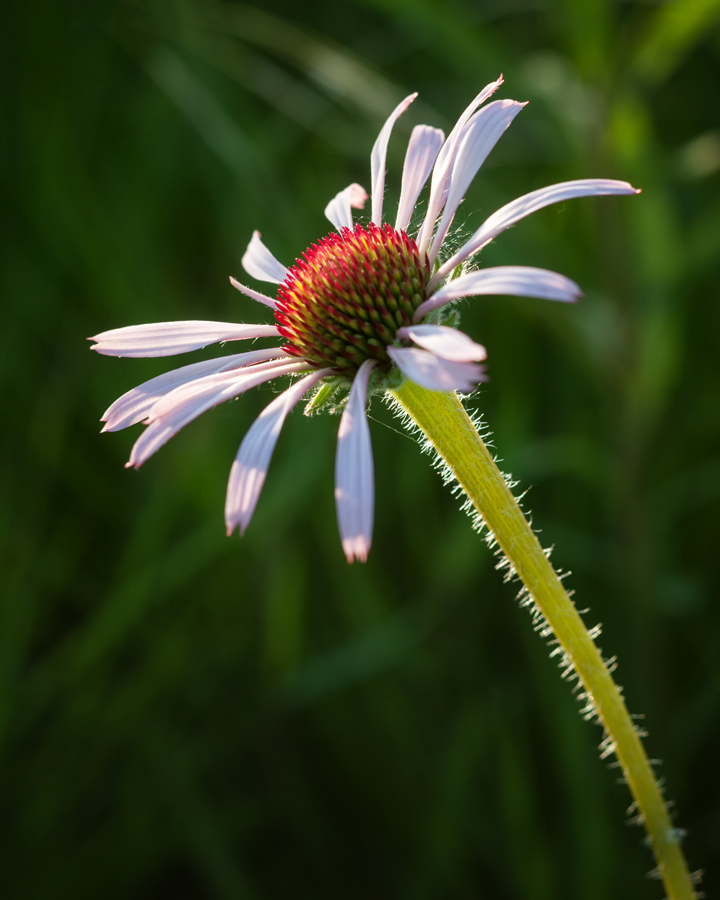 Back-lit Coneflower 