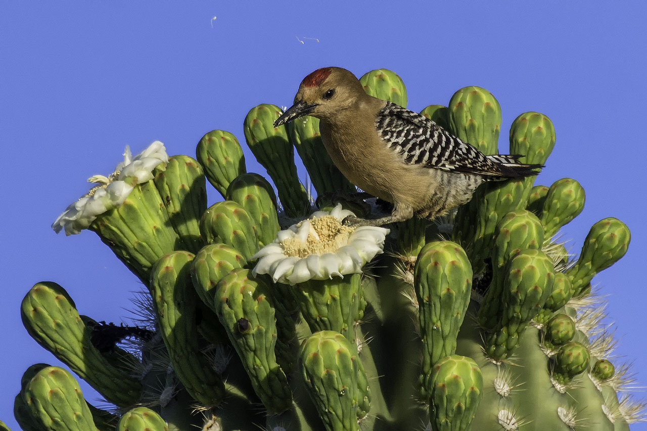 Gila Woodpecker (male)