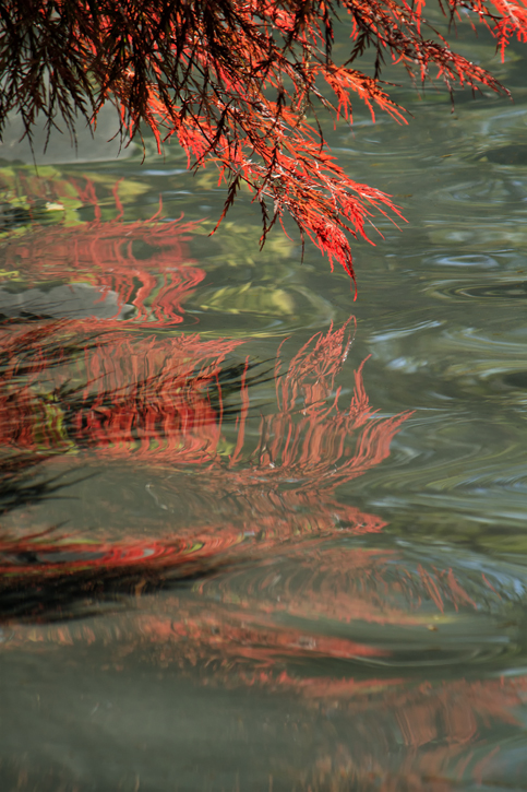 Japanese maple reflection