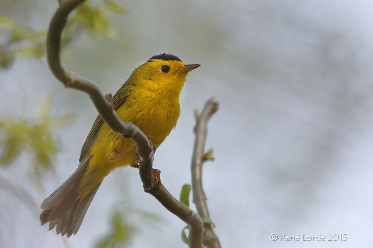 Paruline à calotte noire<br/>Wilsons Warbler