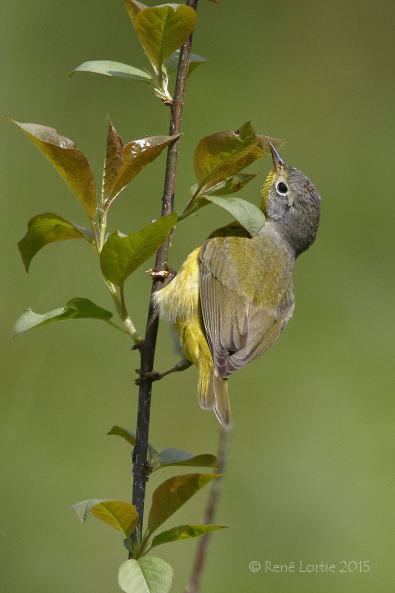 Paruline à joues grises<br/>Nashville Warbler