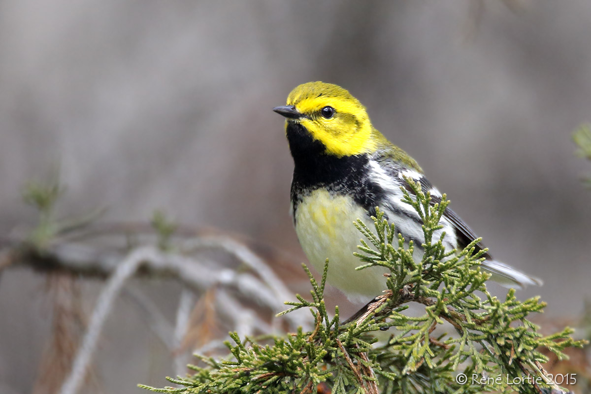 Paruline à gorge noire<br/>Black-throated Green Warbler