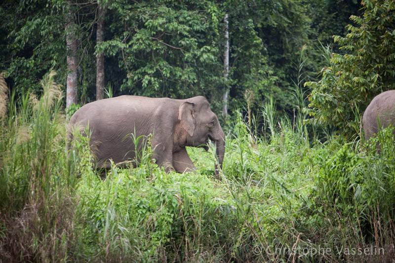 Borneo pygmy elephant