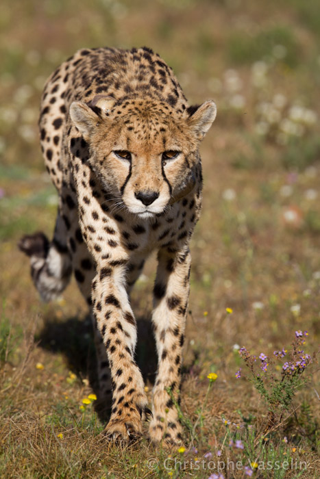 Femal Cheetah
