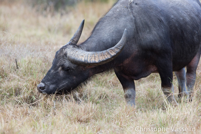 Buffalo - the favorite prey of dragons (Rinca island)