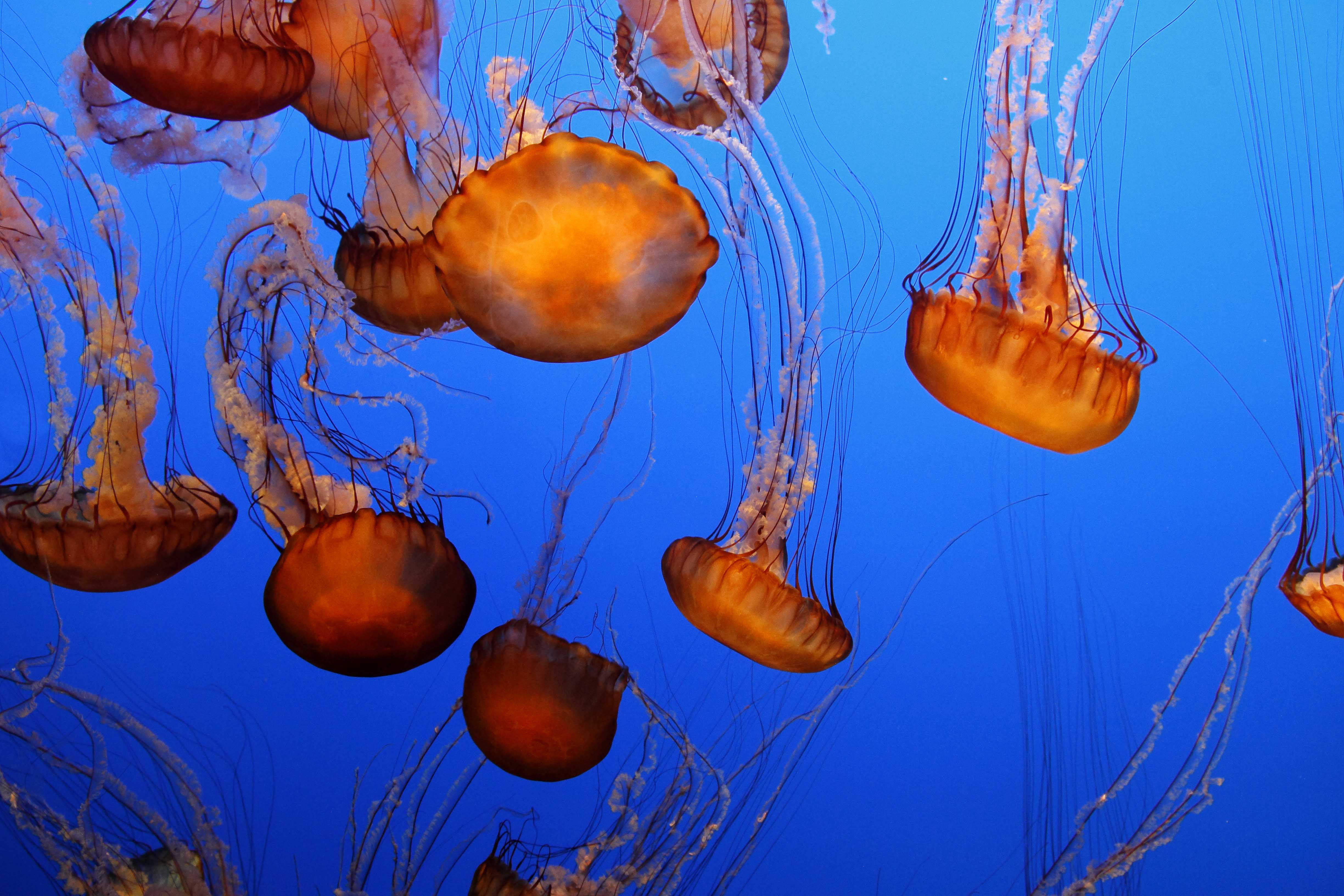 _Monterey aquarium
