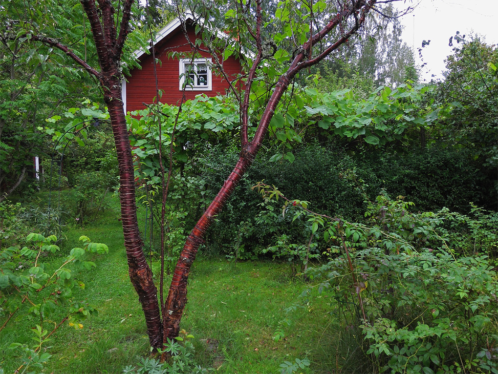 Glanskrsbr