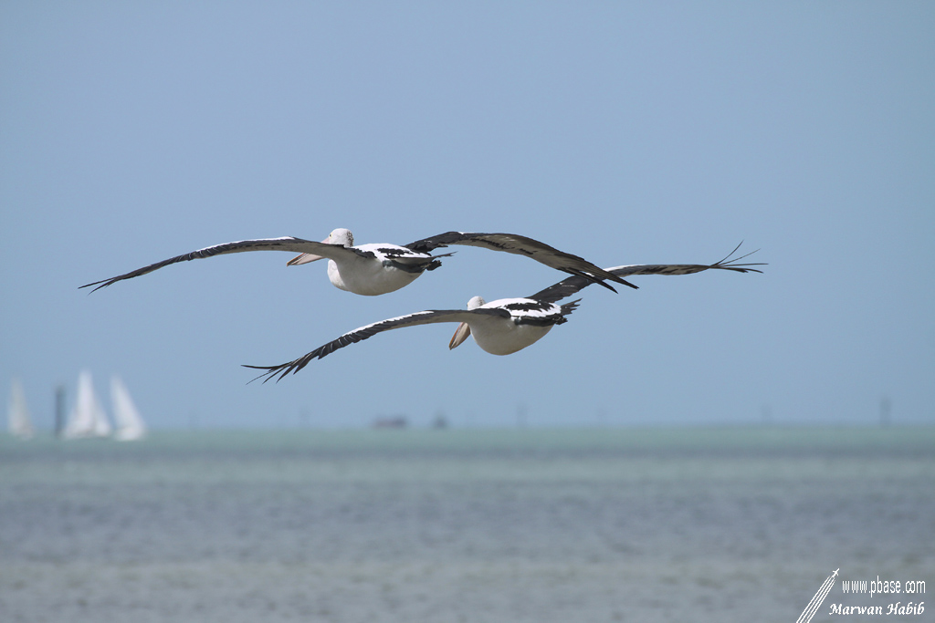 Pelican / Plican