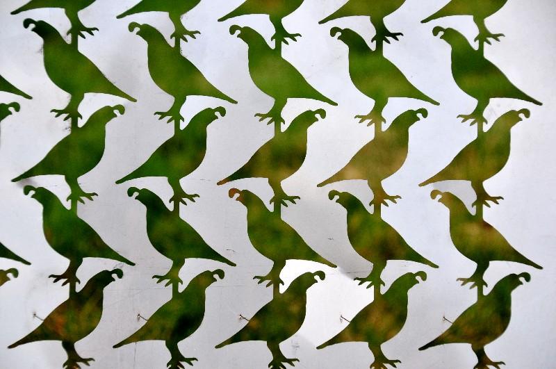quails birds