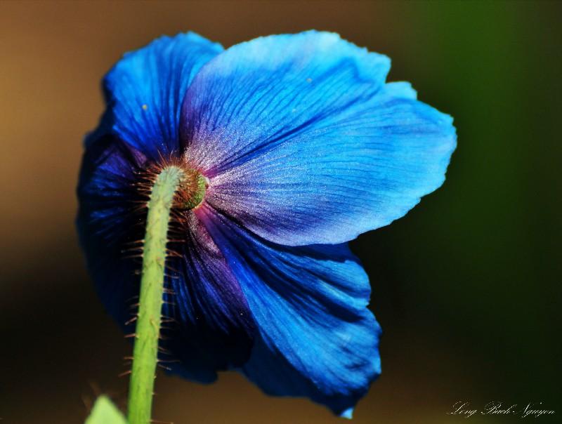brilliant blue poppy