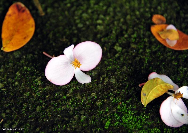 Begonia