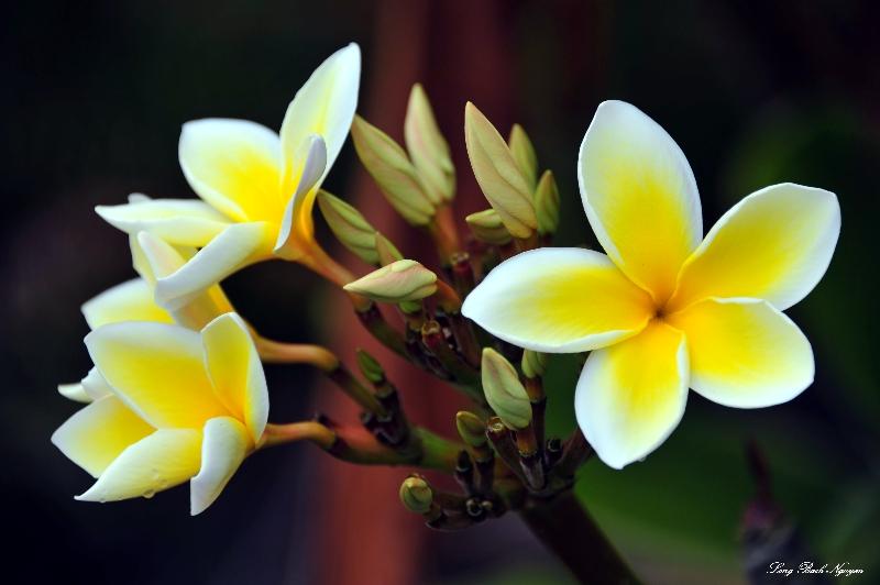 plumeria yellow
