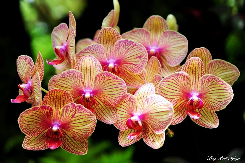 orchid, Hawaii Tropical Botanical Garden, Hawaii