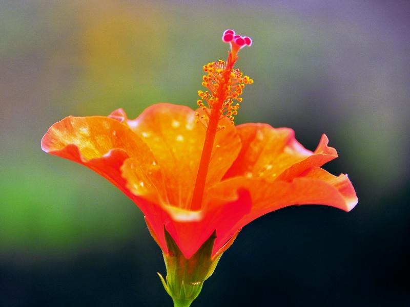 Orange hibiscus