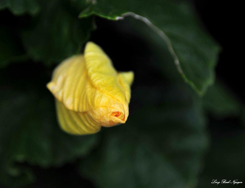 hibiscus