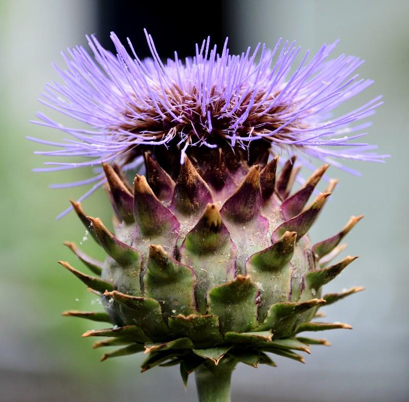 Purple crown  