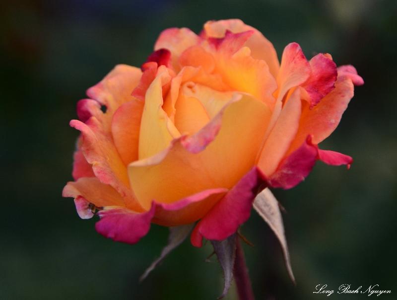 orange rose 