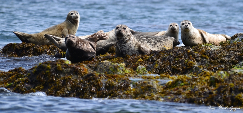 seals, Broken Group Island, Barkley Sound, Vancouver Island, Canada  
