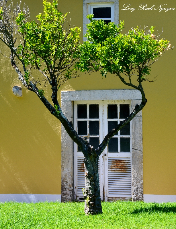 tree and yellow building ,Penha Longa, Linho Portugal  