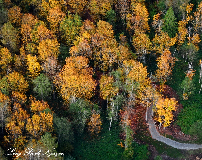 Trail in the golden forest  