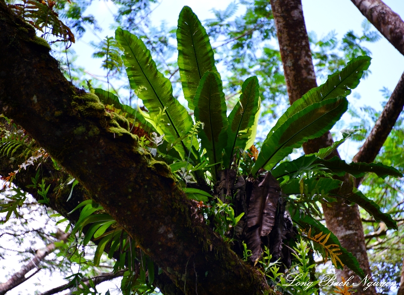 Ferns on tree, Kapoho Road, Pahoa, Hawaii  