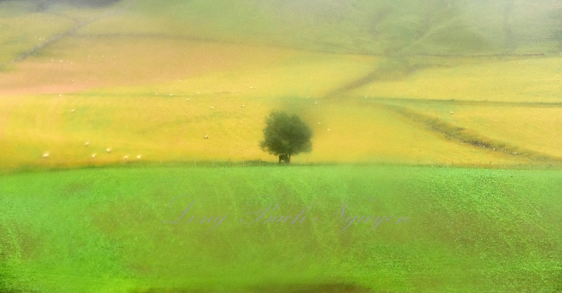 Abstract Tree, Killiecrankie, Scotland  