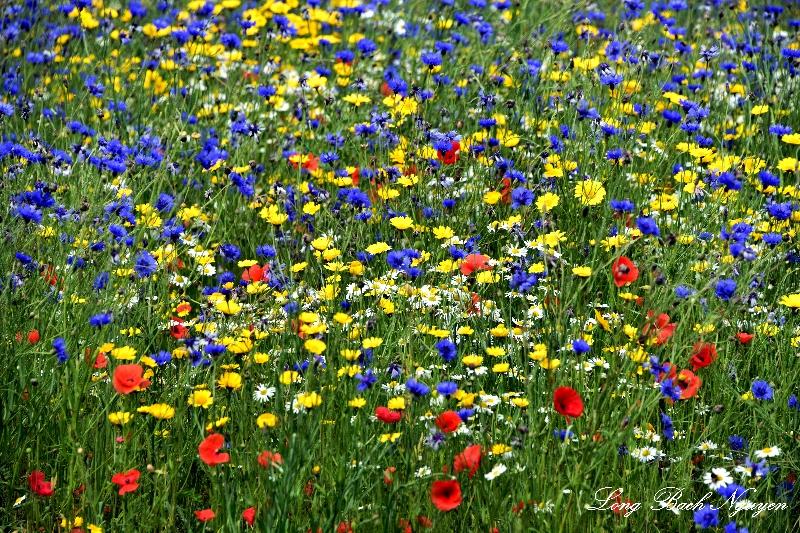 Field of Flowers, Royal Botanical Garden, Edinburgh, Scotland, UK