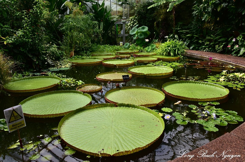 Royal Botanic Garden Lotus Pond Edinburgh UK  