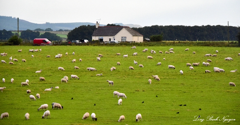 field of sheep 