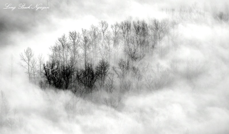 Black and White Forest  
