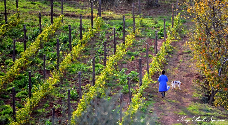 Evening Walk in the Vineyard, Montalcino, Tuscany, Italy 