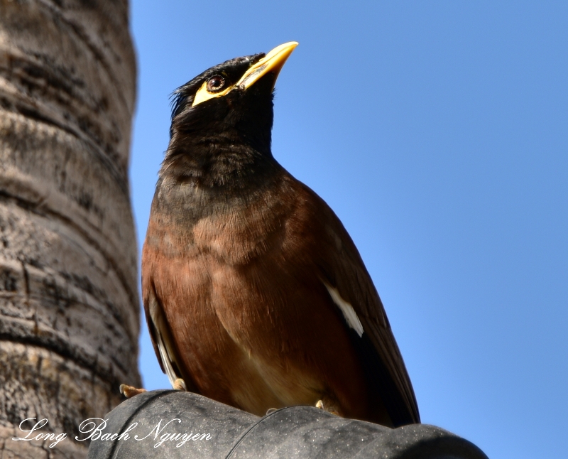 Mynah Bird Big Island Hawaii 2015  