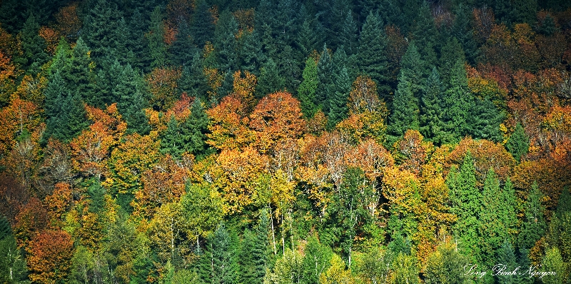 Many Colors of Autumn Washington 105  