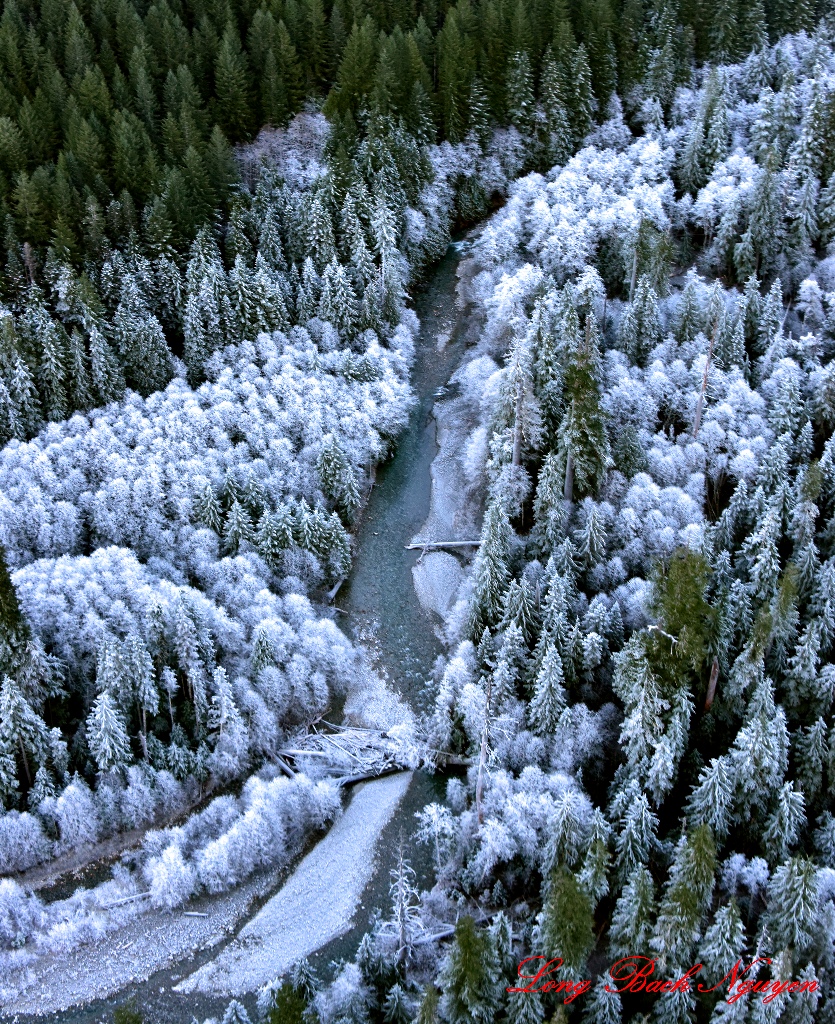 Frozen Trees in Middle Fork Snoqualmie River, Cascade Mountains, WA  