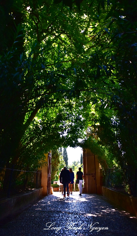 The Promenade of the Oleanders, Generalife, Alhambra, Granada 449  