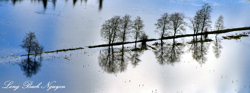 Row of Tree in flooded field, Chimakum, Washington 141 