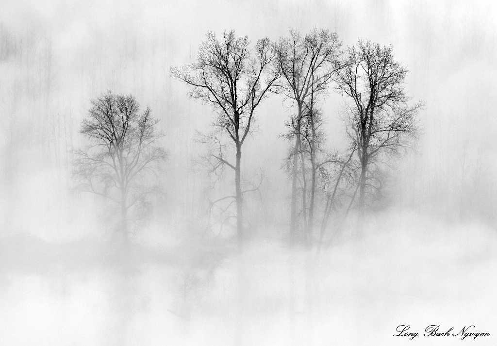 Looking After Little Brother, Trees on Snoqualmie River Valley, Washington 