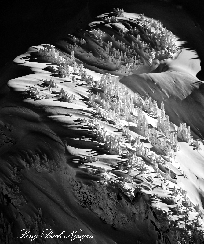 Snow bound trees on Shuksan Arm, Mt Shuksan, North Cascades Mountain, Washington 310  