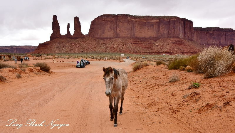  Horse at Three Sisters and John Fords Point on Monument Valley Scenic Route, Navajo Tribal Park, Arizona 943