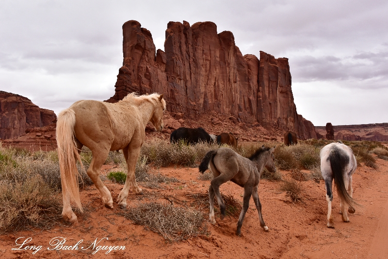 Horses at Elephant Butte Monument Valley Navajo Tribal Park Arizona 945 