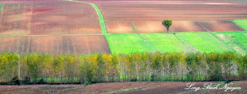 Lone Green Tree in Field Landscape around Monteriggioni Italy 379 