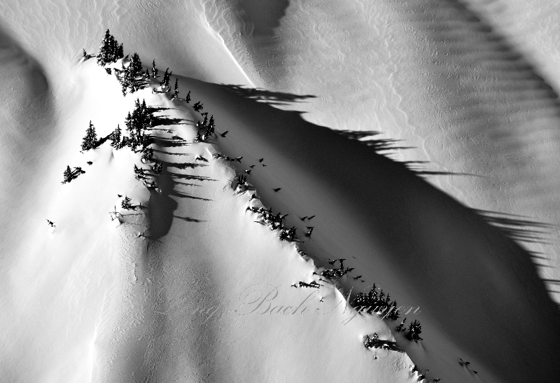 Trees on east slope of Whitehorse Mountain 314 