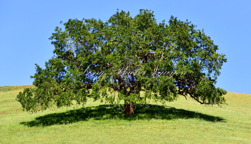 Tree in Mount Diablo State Park Walnut Creek 292 
