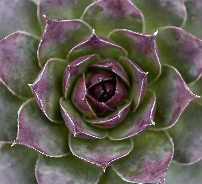 succulent