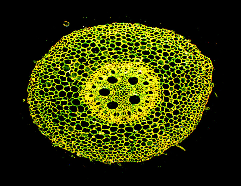 Zea Root, Dark Field, 80x