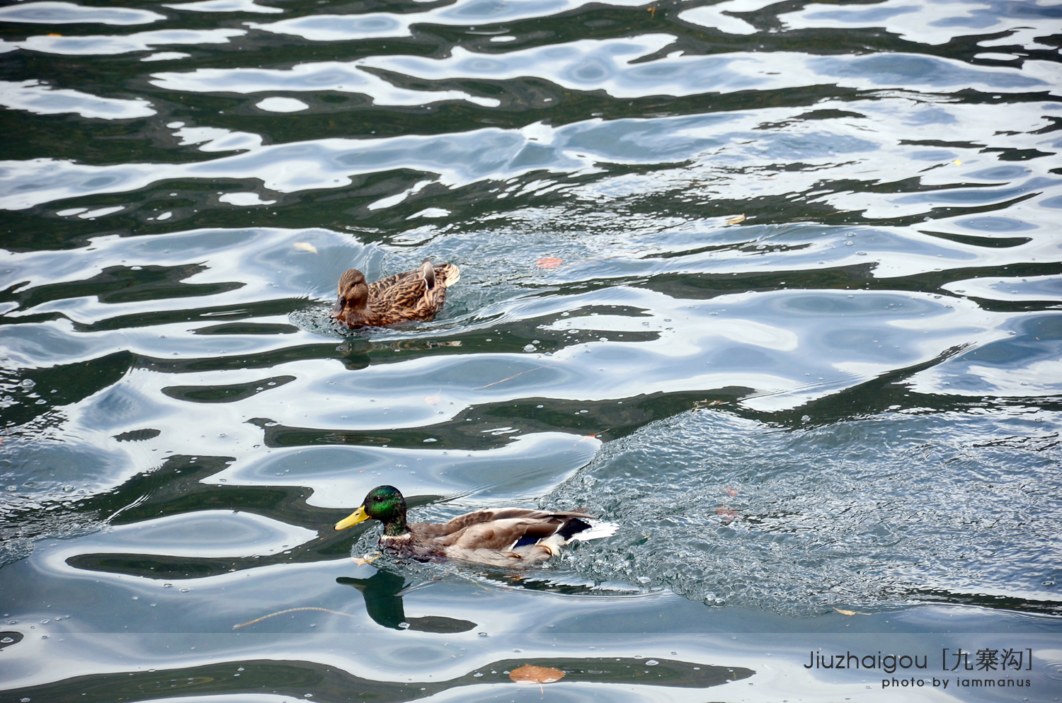 Mallard Duck