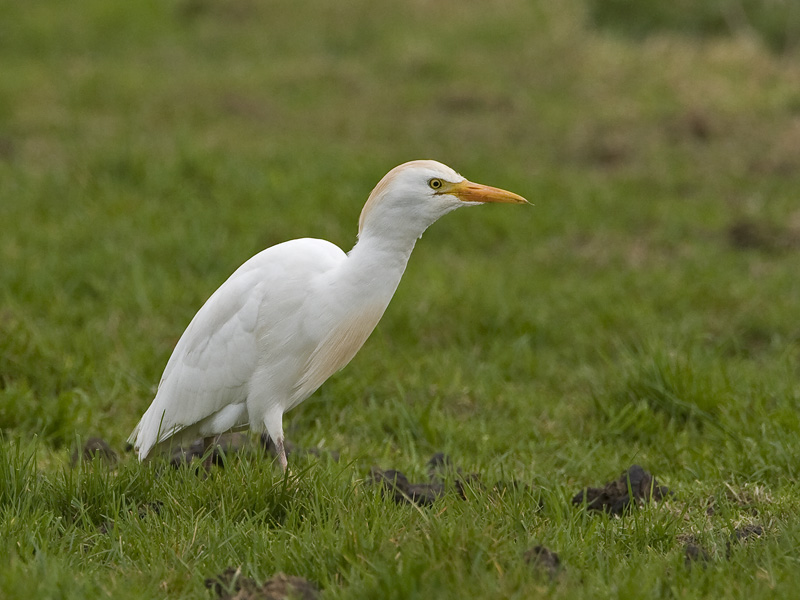 Bubulcus ibis
