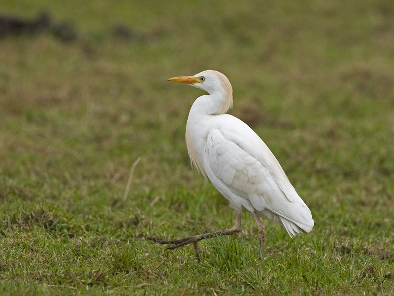 Bubulcus ibis