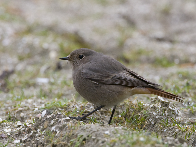 Phoenicurus ochruros