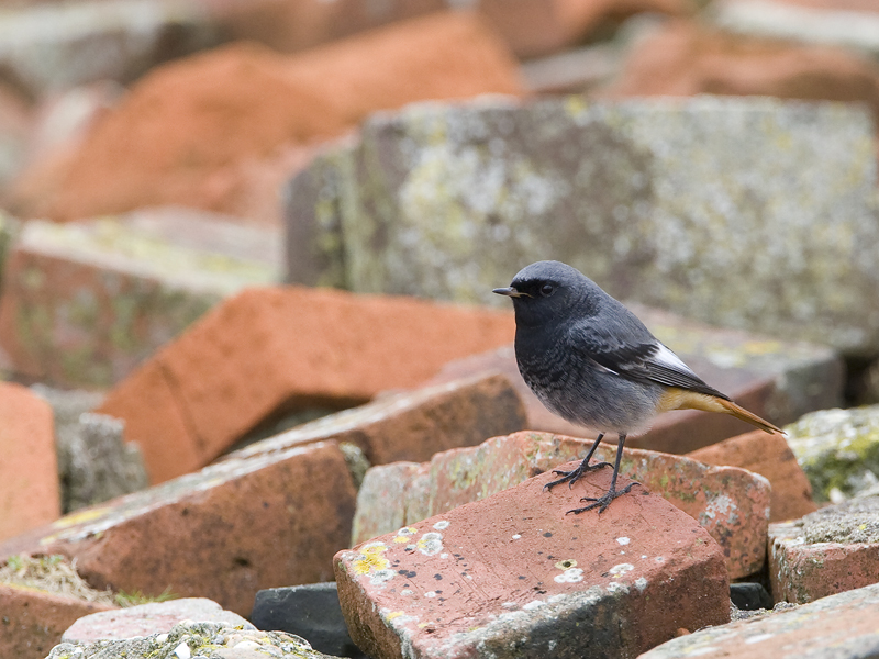 Phoenicurus ochruros